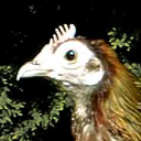 Chicken (Red Jungle fowl)