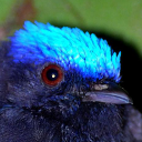 Blue-crowned manakin