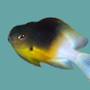 Bicolor damselfish